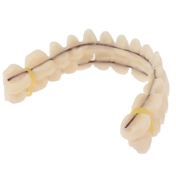 Dantų Demonstravimas Dantų Modelio Dervos dantų Protezus Standartinio Tyrimo Mokymo Dantų Režimo Ekranas Mokslo Studijų